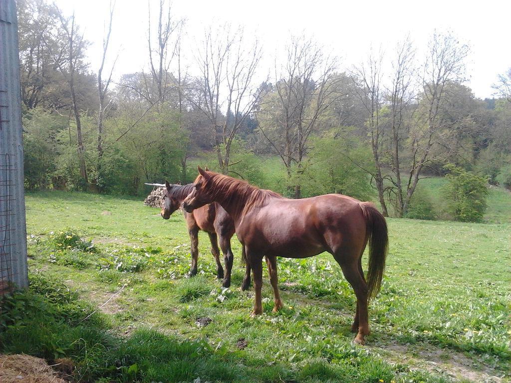 Gîte BELLA Ebly Cameră foto